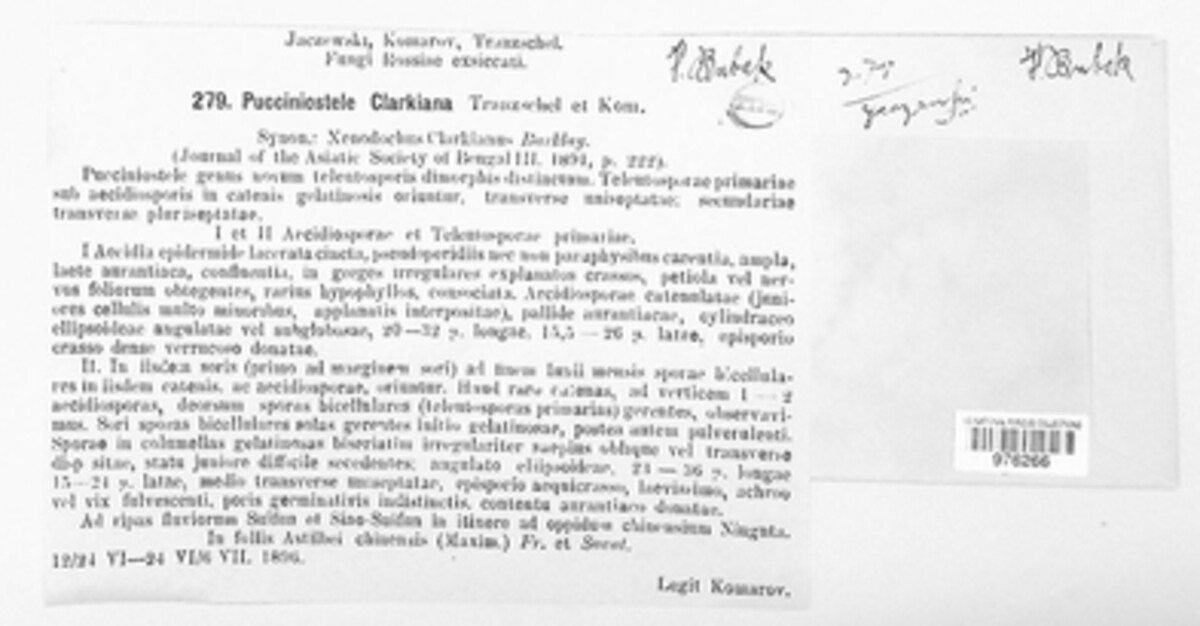 Pucciniostele clarkiana image